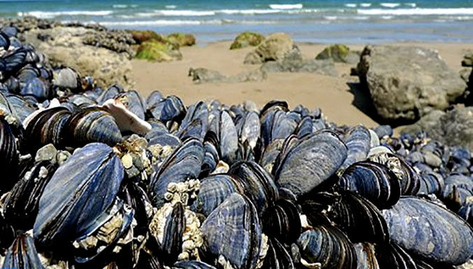 Safi : Interdiction de la commercialisation des coquillages de Cap Beddouza