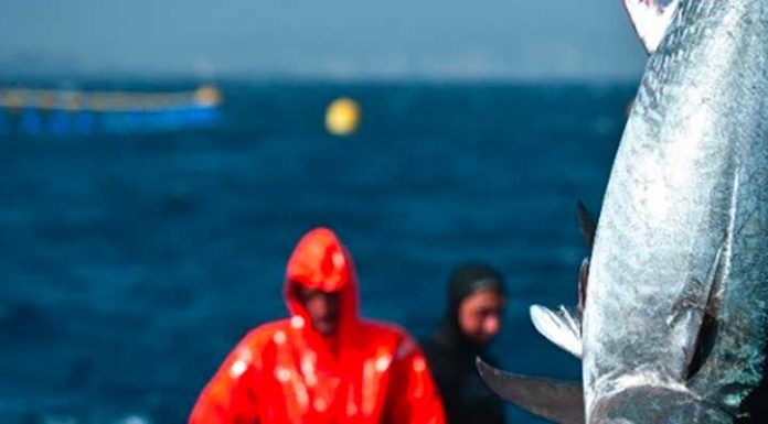 Pêche au thon : Polémiques et quotas avant la réunion de l’ICCAT au Maroc