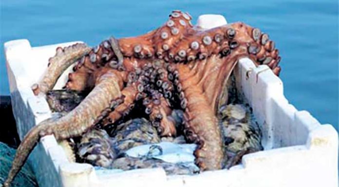 Dakhla : Alerte sur un trafic de poulpe