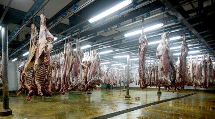 Aîd El Adha 2017 / Abattage dans les abattoirs de Casablanca : Casa Prestations ne réitère pas l’expérience