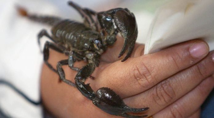 Un enfant succombe à une piqûre fatale d’un scorpion à Marrakech