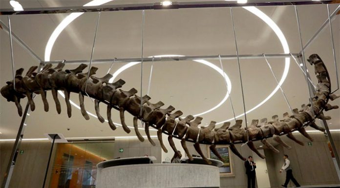 Affaire du dinosaure : Comment le fossile a-t-il quitté le Maroc ?