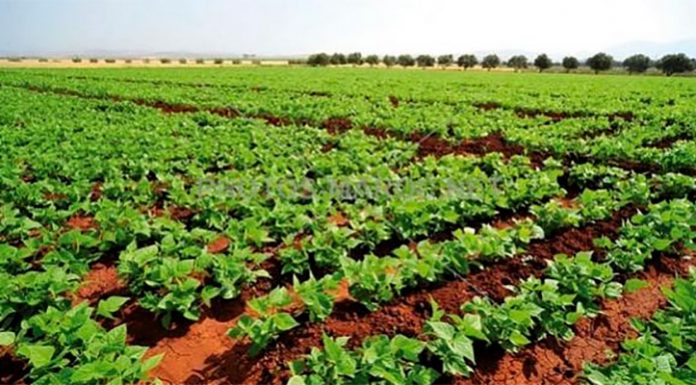 Semences des céréales : Une année catastrophe dans la région de Casa-Settat?