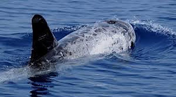 Dauphin noir : Une solution en faveur des pêcheurs !
