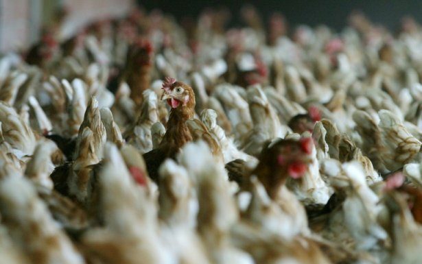 Saisie et destruction de plus de 790 Kg de viandes blanches dans un abattoir clandestin