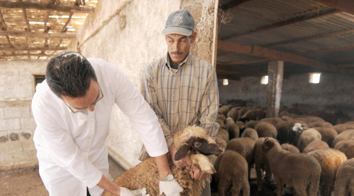 Aid Al Adha 1439: Appel à la sensibilisation et au renforcement du contrôle