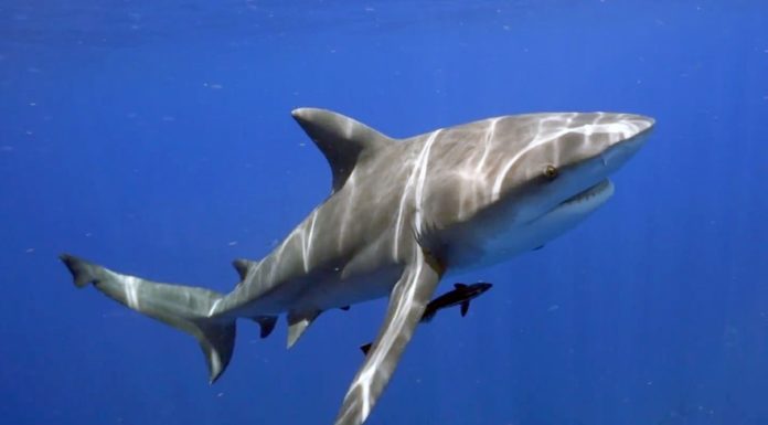 Un touriste tué par un requin en Egypte