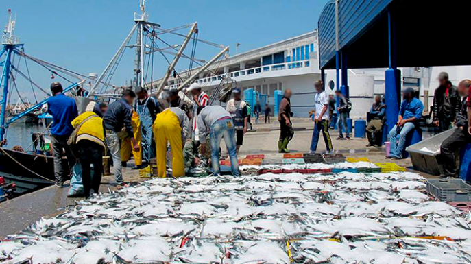 Pêche artisanale-Nador : 953 barques équipées de caissons isothermes