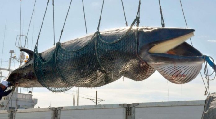 Le Japon reprend la chasse commerciale des baleines et provoque la polémique