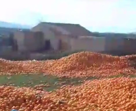 Mandarines aux ordures : Les dessous de l’affaire…
