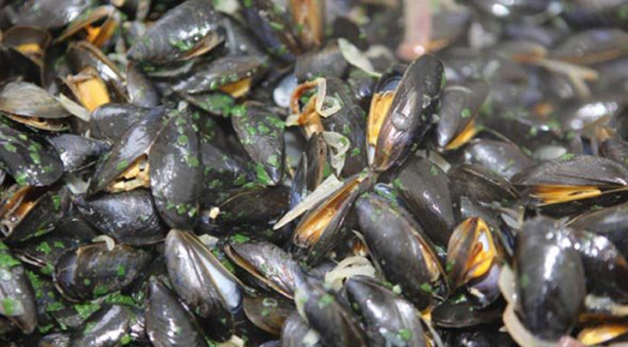 Fruits de mer : Les coquillages de Saïdia interdits à la consommation