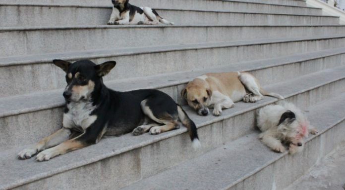 Entrée en vigueur d’une convention portant sur la lutte contre les vecteurs de maladies et la capture des animaux errants