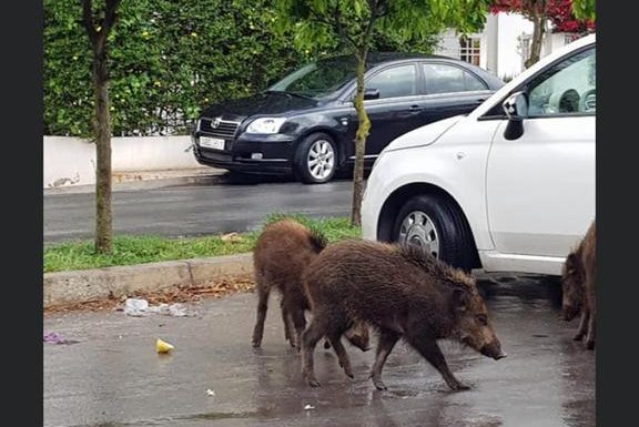 Les sangliers envahissent le Maroc: Le département des Eaux et Forêts dément