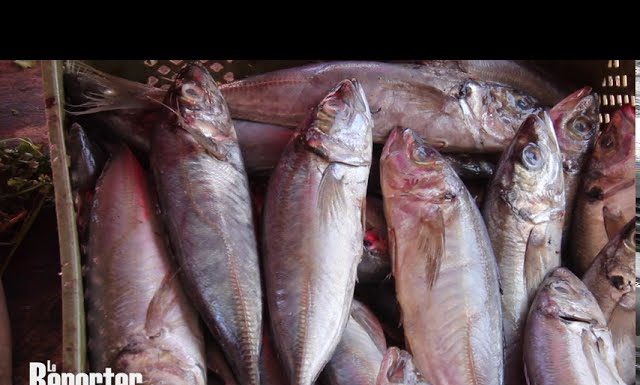 Poisson frais: Au marché de Aïn Chock, les prix de vente varient selon les espèces