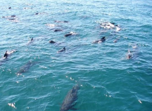 Sardiniers : Dialogue bloqué, pêcheurs en colère, activité menacée