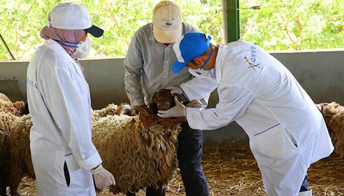 Aïd Al Adha 2021: 5,8 millions de têtes d’ovins et caprins identifiées