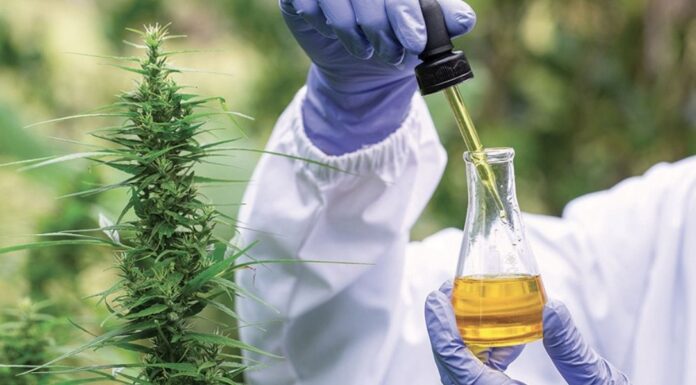 Maroc/Loi 13.21: L’Agence nationale de régulation des activités liées au cannabis mise sur pied