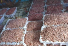 Pêche : Les autorités interpellées sur les graves dangers et conséquences du chalutage de fond